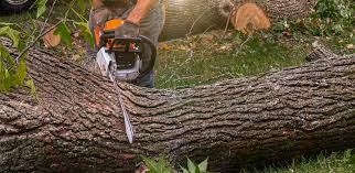 Best Tree Risk Assessment  in Pine Knot, KY