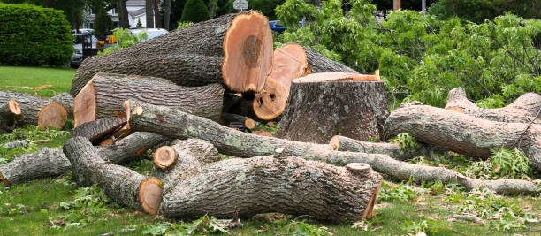 Best Lawn Renovation and Restoration  in Pine Knot, KY