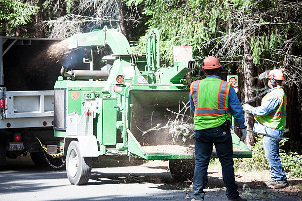 Best Storm Damage Tree Cleanup  in Pine Knot, KY