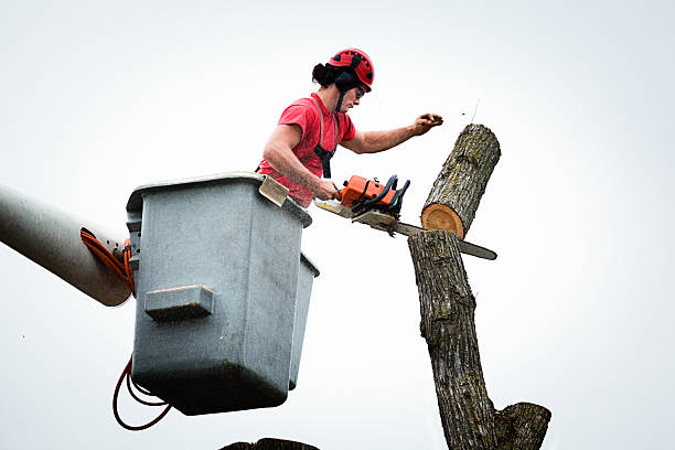 Best Tree and Shrub Care  in Pine Knot, KY